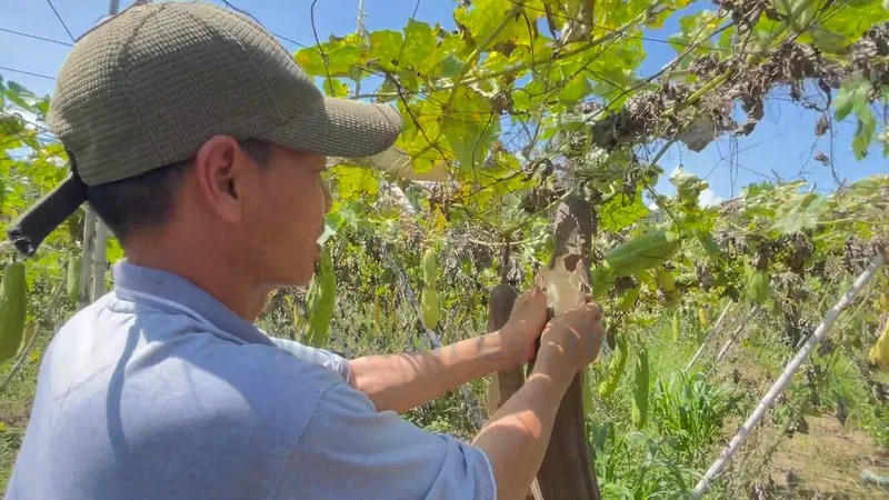 A grower checking loofah gourds hanging from vines